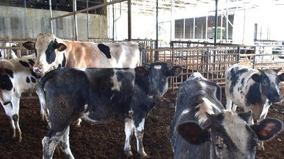 کلیدی کمیونز میں ڈیری فارمنگ کو ترقی دینے کے لیے تقریباً 133.8 بلین VND