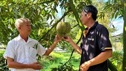 A durian minőségének szűk keresztmetszeteinek megszüntetése