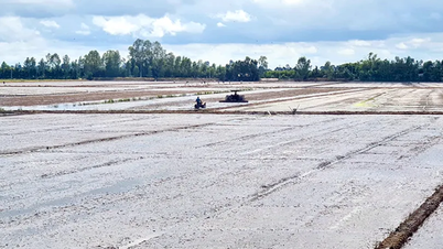 Renforcer la protection, assurer une production sûre et efficace de la culture de riz d'hiver-printemps