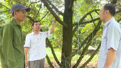 Orientation pour le développement durable des durians