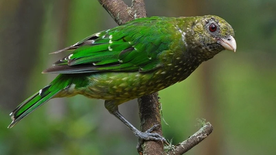 অস্ট্রেলিয়ান বনের একটি অনন্য পাখি: নীল মকিংবার্ড আবিষ্কার করুন