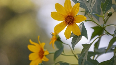 Дикі соняшники вкривають стежку до гори Ба Ві