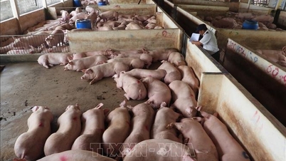 Trygt landbruk, en gyllen trend for gårder