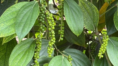 Pepper price today November 19, 2025: Slight increase of 500 VND/kg