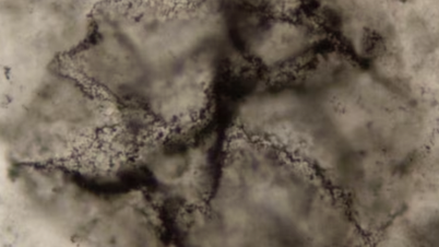 Штучний інтелект виявив найдавніші сліди життя на Землі