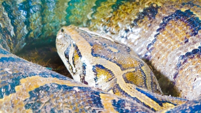 Den «gigantiske» pytonslangen er omtrent 5 meter lang og veier nesten 100 kg i U Minh Thuong nasjonalpark.