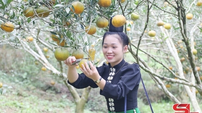 Sop Cop i apelsinskörden