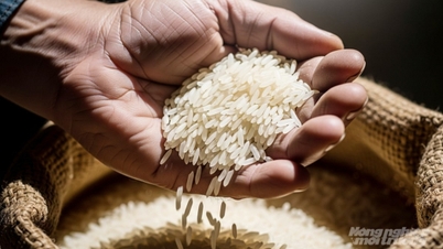 Rispris i dag 19. november 2025: Risprisen har en tendens til å synke