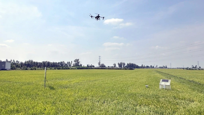 المنتجات البيولوجية، حلول لزراعة الأرز المستدامة