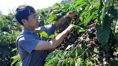 19 नवंबर 2025 को आज कॉफी की कीमत: लगातार मजबूत वृद्धि