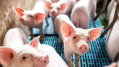 Prix ​​du porc aujourd'hui, 19 novembre : hausse nationale, atteignant 51 000 VND/kg