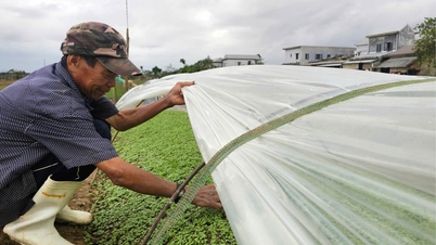 Selden sonra genç sürgünler yeniden yeşerdi.