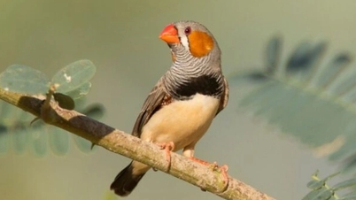 Hvorfor synger fugler ved daggry?