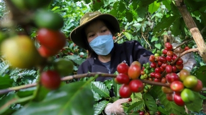 Цены на сельскохозяйственную продукцию 19 ноября 2025 года: цены на кофе резко выросли, цены на перец незначительно выросли.