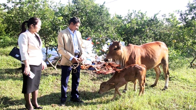 Projektets effektivitet för att stödja kornas reproduktion i Hoang Van kommun