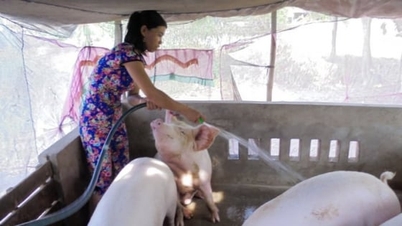 Ціна свиней сьогодні, 19 листопада 2025 року: Знову зростає