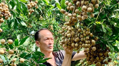 Kollektív márkák építése és fejlesztése kézműves falusi termékekhez