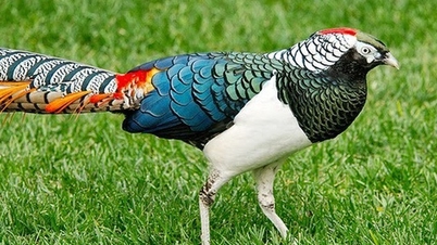 การยอมรับงานและโครงการทางวิทยาศาสตร์และเทคโนโลยีที่เน้นการปฏิบัติจริงสูง