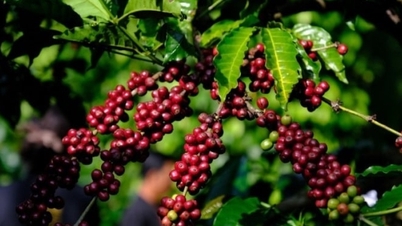 Из-за ограниченного предложения мировые цены на кофе продолжают расти