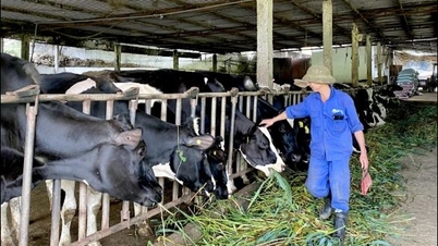نزدیک به ۱۳۳.۸ میلیارد دونگ ویتنام برای توسعه دامداری در بخش های کلیدی لام دونگ اختصاص داده شده است.
