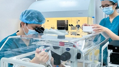 Microplastics penetrate ovarian follicles: New alarm for female fertility