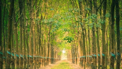 Giá cao su hôm nay 19/11: Tăng 8 phiên liên tiếp tại Nhật