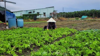 হো চি মিন সিটি: অবিরাম বৃষ্টিপাতের ফলে অনেক সবজি চাষ ক্ষতিগ্রস্ত হয়েছে, যার ফলে দাম বেড়েছে।