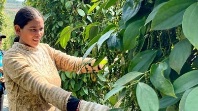 Coöperaties helpen de waarde van landbouwproducten te verhogen