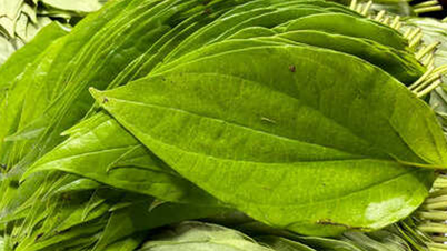 Hvordan bruke betelblader for å redusere urinsyre