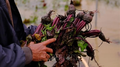 Overstromingen veroorzaken zware schade aan grootste groenteboerderij van Lam Dong