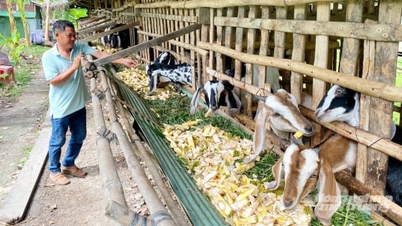Industry 4.0 technology: A powerful tool in biosecure livestock farming.