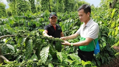 Dak Lak promuje zastosowanie nauki, technologii i innowacji w rolnictwie