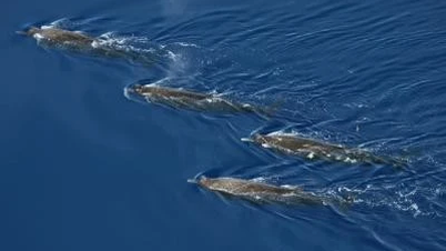 New wonder: Fan-toothed whale discovered for the first time in the wild