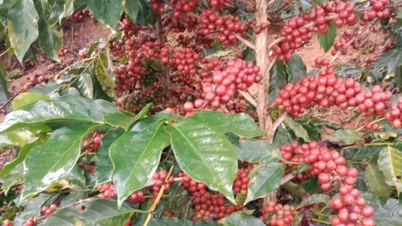 植え替え後の高品質コーヒーの未来