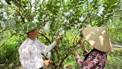 Agricultura ecológica: una dirección segura y sostenible