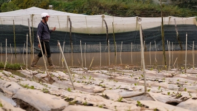 Багато місць у овочевій зоні Далат затоплені.