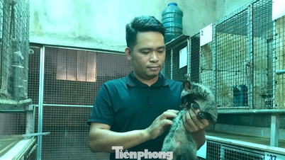 مرد جوانی به لطف گونه‌ای که «شب‌ها غذا می‌خورد و خوب می‌زاید» سالانه میلیاردها دلار درآمد کسب می‌کند