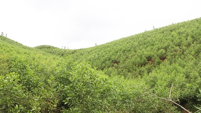 บั๊กนิญ: พัฒนาคุณค่าอเนกประสงค์ของระบบนิเวศป่าไม้ภายในปี 2573 พร้อมวิสัยทัศน์ถึงปี 2593