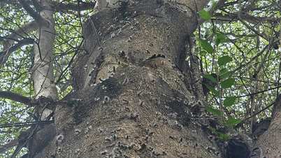 Omizile apar în zonele rezidențiale, autoritățile vor continua să se ocupe de ele