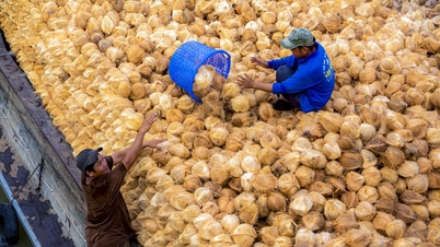 Giá dừa giảm vì “điểm nghẽn kỹ thuật”, không phải khủng hoảng thị trường