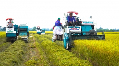 The value chain of rice straw in the Mekong Delta can reach more than 6,600 billion VND/year.