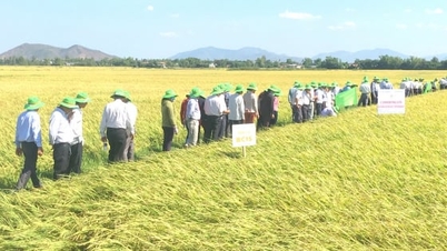 'Estrella cooperativa' Phuoc Hung