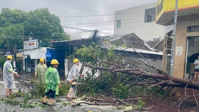 Efforts déployés pour gérer les arbres déracinés et cassés dans la région de Nha Trang