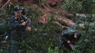 Lam Dong Military Command segera mengendalikan pokok tumbang yang menghalang Mimosa Pass