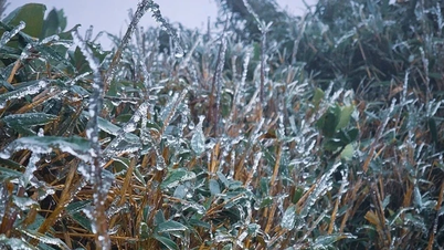 Ais muncul di puncak gunung tinggi di Lao Cai dan Lai Chau