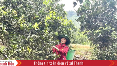 Orange tree in Dao Ha Son village