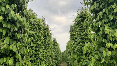 מחיר הפלפל היום, 20 בנובמבר 2025, יציב, חששות לגבי איכות הפלפל של היבול הבא