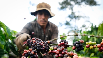 ราคากาแฟในปัจจุบัน 20 พฤศจิกายน 2568 เพิ่มขึ้นอย่างรวดเร็วในพื้นที่สูงตอนกลาง แม้ว่าราคาในตลาดโลกจะลดลงอย่างรวดเร็วก็ตาม