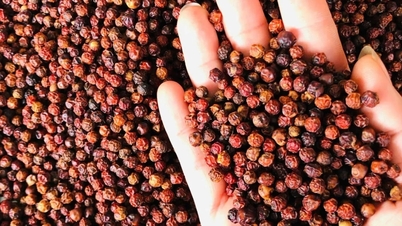 سعر الفلفل اليوم 20/11/2025 يبقى مستقرا