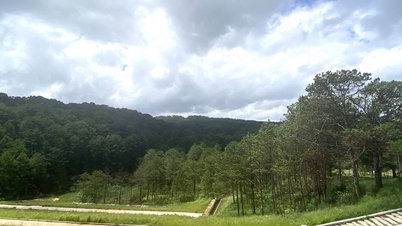 Construirea unui cadru de prețuri forestiere în provincie